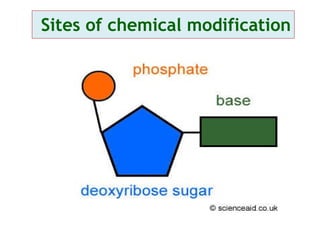 Sites of chemical modification 