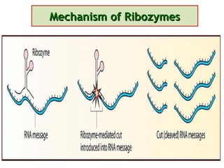 Mechanism of Ribozymes 
