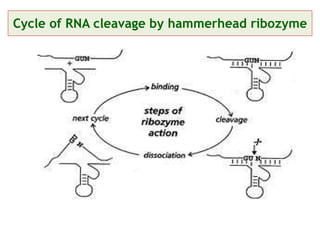Cycle of RNA cleavage by  hammerhead ribozyme 