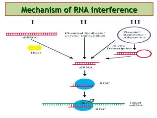 Mechanism of RNA interference 