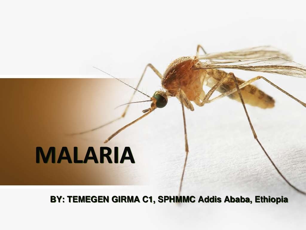 malaria