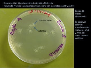 Semestre I 2013 Fundamentos de Genética Molecular
Resultado Práctica Transformación bacteriana con plásmidos pEGFP y pEYFP
Equipo 18
Placas
LB+Amp+Str
Se observan
colonias
transformantes
resitentes a Srt
y Amp, así
como colonias
satélites
satélites
transformantes
 