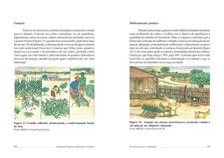102 Semiárido Piauiense: Educação e Contexto
Fenação
Trata-se de uma técnica milenar destinada a armazenar comida
para os animais. Consiste em cortar e desidratar, ao sol, gramíneas,
leguminosas, raízes ou cascas e depois armazená-las em fardos, sacos ou
a granel. O feno (Figura 13), quando bem armazenado, pode durar mais
deumano.Nadesidratação,oalimentoperdeoexcessodeáguaemantém
seu valor nutricional. Feno não é o mesmo que folhas secas, quando a
planta seca no campo e ali permanece até sua coleta, perdendo, junto
com a água, seu valor nutritivo, diferentemente de quando é utilizada no
processo de fenação, quando ela perde água e mantém todo seu valor
nutricional.
Figura 13. Família colhendo, desidratando e confeccionando fardos
de feno
Fonte: IRPAA/ Ivomá Pereira de Sá.
103
Melhoramento genético
Durantemuitotempo,gastou-semuitodinheirotentandointroduzir
raças melhoradas de cabras e ovelhas com o objetivo de aperfeiçoar a
qualidade do rebanho do Semiárido. Hoje se chegou à conclusão que a
formamaisindicadademelhorarorebanhoéatravésdarealizaçãodeum
manejo adequado, principalmente melhorando a alimentação na época
maissecadoano,controlandoosvermesefornecendosalmineral(Figura
14). Com essas ações, pode-se reduzir a mortalidade infantil dos cabritos
e borregos, que hoje chega a 70%, para 30%. Somente após terem sido
resolvidas as questões referentes à alimentação e ao manejo é que se
deve pensar em introduzir novas raças na região.
Figura 14. Animais em sistema semi-intensivo recebendo comida e
sal mineral em chiqueiro adequado
Fonte: IRPAA/ Ivomá Pereira de Sá.
Tecnologias para o Semiárido
 