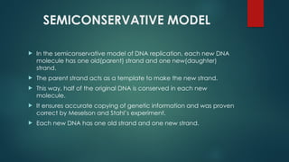 SEMI CONSERVATIVE NATURE OF DNA REPICATION PPT.pptx