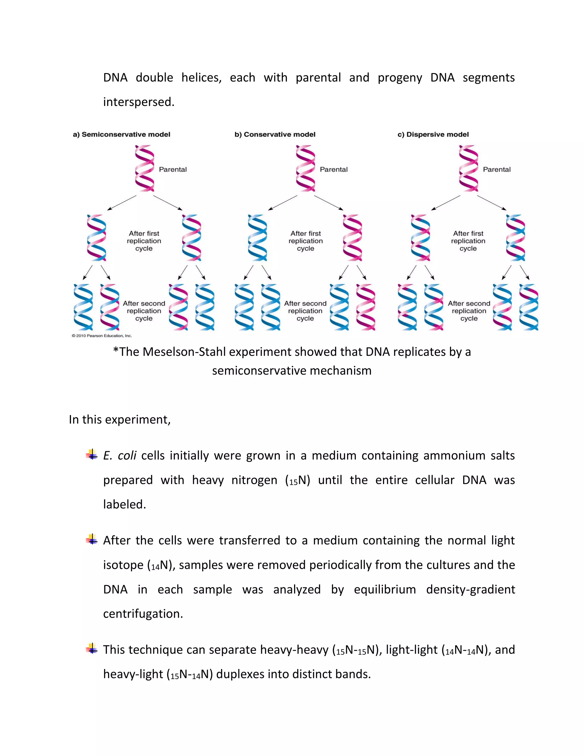Why Is The Replication Of Dna Called Semiconservative 25 - x9zec1i