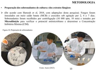 • Preparação dos sobrenadantes de cultura e dos extratos fúngicos
 (De acordo com Hamzah et al, 2018, com adaptações desta pesquisa). Fungos foram
inoculados em meio caldo batata (MCB) e crescidos sob agitação por 2, 4 e 7 dias.
Sobrenadantes foram recolhidos por centrifugação (10 000 rpm, 10 min) e testados por
Microdiluição para verificar o potencial antimicrobiano e determinar a Concentração
Inibitória Mínima (CIM).
METODOLOGIA
Figura 10. Preparação de sobrenadantes
Fonte: Autor (2023)
13
 