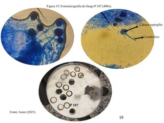 19
Cabeça aspergilar
Conidióforo
Figura 19. Fotomicrografia do fungo P 107 (400x).
P 107
Fonte: Autor (2023)
 
