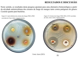 21
Neste sentido, os resultados desta pesquisa apontam para uma alternativa biotecnológica a partir
da atividade antimicrobiana dos extratos de fungo de mangue tanto contra patógenos do gênero
Candida quanto para bactérias.
RESULTADOS E DISCUSSÃO
P404
P601
P107
P905
P805
Figura 23. Extratos dos fungos P404, P601 e P107 com halos
de 3mm, 3mm e 6mm, respectivamente.
Figura 22. Ação inibitória dos extratos dos fungos P905 e P805
com halos de 7mm e 6mm, respectivamente.
Fonte: Autor (2023)
 
