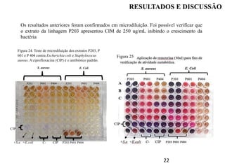 22
P203 P601 P404 P203 P601 P404
S. aureus E. Coli
CIP
+S.a +E.coli C- CIP P203 P601 P404
Figura 24. Teste de microdiluição dos extratos P203, P
601 e P 404 contra Escherichia coli e Staphylococus
aureus. A ciprofloxacina (CIP) é o antibiótico padrão.
Os resultados anteriores foram confirmados em microdiluição. Foi possível verificar que
o extrato da linhagem P203 apresentou CIM de 250 ug/mL inibindo o crescimento da
bactéria
RESULTADOS E DISCUSSÃO
Figura 25
 