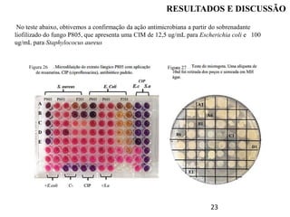 23
RESULTADOS E DISCUSSÃO
No teste abaixo, obtivemos a confirmação da ação antimicrobiana a partir do sobrenadante
liofilizado do fungo P805, que apresenta uma CIM de 12,5 ug/mL para Escherichia coli e 100
ug/mL para Staphylococus aureus
Figura 26 Figura 27
 