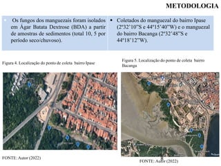 Os fungos dos manguezais foram isolados
em Ágar Batata Dextrose (BDA) a partir
de amostras de sedimentos (total 10, 5 por
período seco/chuvoso).
 Coletados do manguezal do bairro Ipase
(2º32’10”S e 44º15’40”W) e o manguezal
do bairro Bacanga (2º32’48”S e
44º18’12”W).
METODOLOGIA
Figura 4. Localização do ponto de coleta bairro Ipase
Figura 5. Localização do ponto de coleta bairro
Bacanga
FONTE: Autor (2022)
FONTE: Autor (2022)
8
 