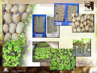 Producción y distribución de semillas de variedades de café mejoradas