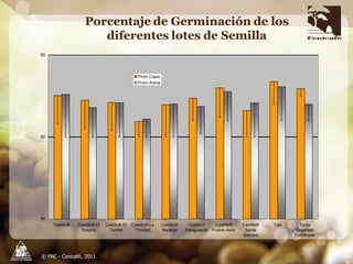 Producción y distribución de semillas de variedades de café mejoradas