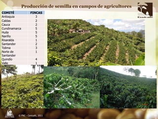 Producción y distribución de semillas de variedades de café mejoradas