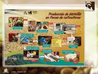 Producción y distribución de semillas de variedades de café mejoradas