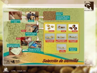 Producción y distribución de semillas de variedades de café mejoradas