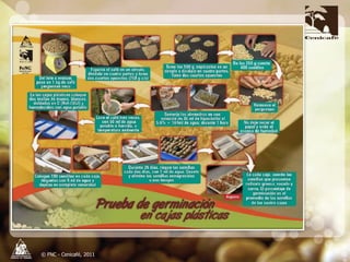 Producción y distribución de semillas de variedades de café mejoradas