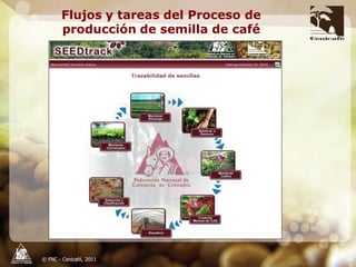 Producción y distribución de semillas de variedades de café mejoradas