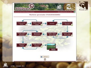 Producción y distribución de semillas de variedades de café mejoradas