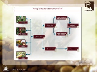 Producción y distribución de semillas de variedades de café mejoradas
