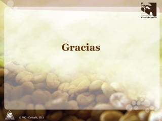 Producción y distribución de semillas de variedades de café mejoradas