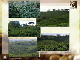 Producción y distribución de semillas de variedades de café mejoradas