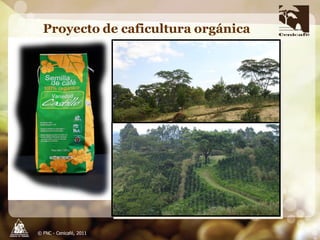 Producción y distribución de semillas de variedades de café mejoradas