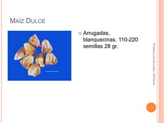 Maíz DulceProfesor Luis Dicovskiy. UNI Norte Arrugadas, blanquecinas. 110-220 semillas 28 gr.