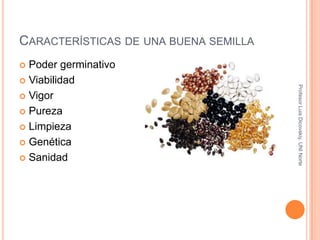 Características de una buena semillaProfesor Luis Dicovskiy. UNI Norte Poder germinativoViabilidadVigorPurezaLimpiezaGenéticaSanidad