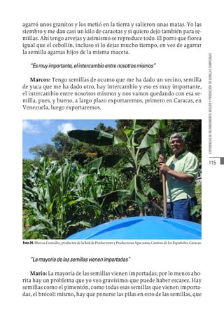 115
EXPERIENCIAS
DE
RECONOCIMIENTO,
RESCATE
Y
PRODUCCIÓN
DE
SEMILLAS
CAMPESINAS
agarró unos granitos y los metió en la tierra y salieron unas matas. Yo las
siembro y me dan casi un kilo de caraotas y si quiero dejo también para se-
millas. Ahí tengo arvejas y asimismo se reproduce todo. El porro que florea
igual que el cebollín, incluso si lo dejas mucho tiempo, en vez de agarrar
la semilla agarras hijos de la misma maceta.
“Esmuyimportante,elintercambioentrenosotrosmismos”
Marcos: Tengo semillas de ocumo que me ha dado un vecino, semilla
de yuca que me ha dado otro, hay intercambio y eso es muy importante,
el intercambio entre nosotros mismos y nos vamos quedando con esa se-
milla, pues, y bueno, a largo plazo exportaremos, primero en Caracas, en
Venezuela, luego exportaremos.
Foto 24. Marcos González, productor de la Red de Productores y Productoras Apacuana, Camino de los Españoles, Caracas.
“Lamayoríadelassemillasvienenimportadas”
Mario: La mayoría de las semillas vienen importadas; por lo menos aho-
rita hay un problema que yo veo gravísimo: que puede haber escasez. Hay
semillas como el pimentón, como todas esas semillas que vienen importa-
das, el brócoli mismo, hay que ponerse las pilas en esto de las semillas, que
 