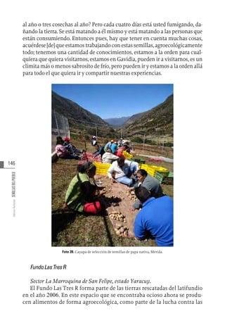 146
Varios
Autores
SEMILLAS
DEL
PUEBLO
al año o tres cosechas al año? Pero cada cuatro días está usted fumigando, da-
ñando la tierra. Se está matando a él mismo y está matando a las personas que
están consumiendo. Entonces pues, hay que tener en cuenta muchas cosas,
acuérdese [de] que estamos trabajando con estas semillas, agroecológicamente
todo; tenemos una cantidad de conocimientos, estamos a la orden para cual-
quiera que quiera visitarnos, estamos en Gavidia, pueden ir a visitarnos, es un
climita más o menos sabrosito de frío, pero pueden ir y estamos a la orden allá
para todo el que quiera ir y compartir nuestras experiencias.
Foto 39. Cayapa de selección de semillas de papa nativa, Mérida.
FundoLasTresR
Sector La Marroquina de San Felipe, estado Yaracuy.
El Fundo Las Tres R forma parte de las tierras rescatadas del latifundio
en el año 2006. En este espacio que se encontraba ocioso ahora se produ-
cen alimentos de forma agroecológica, como parte de la lucha contra las
 