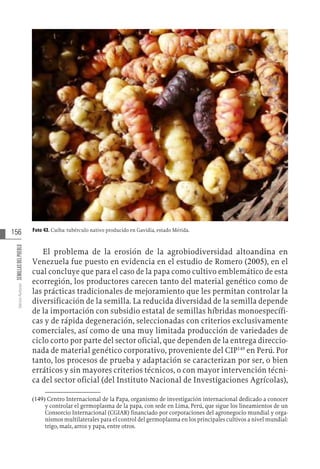 156
Varios
Autores
SEMILLAS
DEL
PUEBLO
Foto 43. Cuiba: tubérculo nativo producido en Gavidia, estado Mérida.
El problema de la erosión de la agrobiodiversidad altoandina en
Venezuela fue puesto en evidencia en el estudio de Romero (2005), en el
cual concluye que para el caso de la papa como cultivo emblemático de esta
ecorregión, los productores carecen tanto del material genético como de
las prácticas tradicionales de mejoramiento que les permitan controlar la
diversificación de la semilla. La reducida diversidad de la semilla depende
de la importación con subsidio estatal de semillas híbridas monoespecífi-
cas y de rápida degeneración, seleccionadas con criterios exclusivamente
comerciales, así como de una muy limitada producción de variedades de
ciclo corto por parte del sector oficial, que dependen de la entrega direccio-
nada de material genético corporativo, proveniente del CIP149
en Perú. Por
tanto, los procesos de prueba y adaptación se caracterizan por ser, o bien
erráticos y sin mayores criterios técnicos, o con mayor intervención técni-
ca del sector oficial (del Instituto Nacional de Investigaciones Agrícolas),
(149)  Centro Internacional de la Papa, organismo de investigación internacional dedicado a conocer
y controlar el germoplasma de la papa, con sede en Lima, Perú, que sigue los lineamientos de un
Consorcio Internacional (CGIAR) financiado por corporaciones del agronegocio mundial y orga-
nismos multilaterales para el control del germoplasma en los principales cultivos a nivel mundial:
trigo, maíz, arroz y papa, entre otros.
 