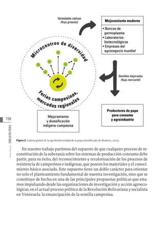 158
Varios
Autores
SEMILLAS
DEL
PUEBLO
Figura 2. Cadena global de la agrobiodiversidad de la papa (modificado de: Romero, 2005).
En nuestro trabajo partimos del supuesto de que cualquier proceso de re-
constitución de la soberanía sobre los sistemas de producción-consumo debe
partir, para su éxito, del reconocimiento y revalorización de los procesos de
resistencia de campesinos e indígenas, que poseen los materiales y el conoci-
miento básico asociado. Este supuesto tiene un doble carácter para orientar
no solo el planteamiento fundamental de nuestra investigación, sino que se
constituye de hecho en una de las principales propuestas políticas que esta-
mos impulsando desde las organizaciones de investigación y acción agroeco-
lógicas, en el actual proceso político de la Revolución Bolivariana y socialista
en Venezuela: la emancipación de la semilla campesina.
 