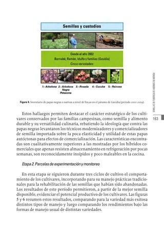163
SEMILLAS
DE
TUBÉRCULOS
ANDINOS
EN
MÉRIDA
Figura 4. Inventario de papas negras o nativas a nivel de fincas en el páramo de Gavidia (período 2002-2004).
Estos hallazgos permiten destacar el carácter estratégico de los culti-
vares conservados por las familias campesinas, como semilla y alimento
durable y su versatilidad culinaria, rebatiendo la ideología que contra las
papas negras levantaron los técnicos modernizadores y comercializadores
de semilla importada sobre la poca elasticidad y utilidad de estas papas
autóctonas para efectos de comercialización. Las características encontra-
das son cualitativamente superiores a las mostradas por los híbridos co-
merciales que apenas resisten almacenamiento en refrigeración por pocas
semanas, son reconocidamente insípidos y poco maleables en la cocina.
Etapa2.Parcelasdeexperimentaciónymonitoreo
En esta etapa se siguieron durante tres ciclos de cultivo el comporta-
miento de los cultivares, incorporando para su manejo prácticas tradicio-
nales para la rehabilitación de las semillas que habían sido abandonadas.
Los resultados de este período permitieron, a partir de la mejor semilla
disponible, evidenciar el potencial productivo de los cultivares. Las figuras
5 y 6 resumen estos resultados, comparando para la variedad más exitosa
distintos tipos de manejo y luego comparando los rendimientos bajo las
formas de manejo usual de distintas variedades.
 