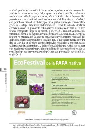 168
Varios
Autores
SEMILLAS
DEL
PUEBLO
también producirá la semilla de las otras dos especies conocidas como cuibas
y rubas. La meta en esta etapa del proyecto es producir unas 20 toneladas de
tubérculos-semilla de papa en una superficie de 0,9 hectáreas. Estas semillas
pasarán a otras comunidades andinas para su multiplicación en el año 2016,
con garantía de calidad, identidad y potencial gastronómico ya experimentado
gracias a las etapas anteriores ya descritas. En el tema de calidad e identidad
contaremos con un protocolo debidamente sistematizado para su transfe-
rencia, entregando luego de su cosecha y selección al menos 8 variedades de
tubérculos-semilla de papas nativas con su cartilla de identidad descriptiva
(Figura 7), gracias a los talleres de capacitación y monitoreo realizado por
Romero y colaboradores durante los años 2013 y 2014 en la misma comuni-
dad de Gavidia. En el plano gastronómico, los resultados y experiencias de
talleres de cocina comunitaria y del Ecofestival de la Papa Nativa nos colocan
con excelentes expectativas para la multiplicación y aceptación exitosa de las
semillas de papas nativas o papas de páramo, con proyección nacional hacia
el año 2018.
Figura 7. Ficha de caracterización de las variedades de papa nativa.
del Núcleo de Producción de Semillas Campesinas” (Fonacit 2012001374), y de la Gerencia de Apoyo
al Poder Popular de la empresa estatal Cantv.
 