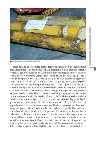 181
LEGUMINOSAS
EN
RESISTENCIA:
LA
RELACIÓN
HISTÓRICACONUCO-LEGUMINOSAS
Foto 51. Muestra de semillas. Mérida-Mistajá.
En la década de los veinte, Henri Pittier señalaba que las leguminosas
más ampliamente consumidas por la población del país eran las pertene-
cientes al género Phaseolus, en sus diferentes especies (P. lunatus, P. vulgaris,
P. multiflorus, P. mungo) y variedades (Pittier, 1926). Sin embargo, para esta
época ya se percibía el impacto que tenía en la producción de legumino-
sas la transformación del sistema productivo que se inicia con la explota-
ción petrolera, en vista de que el autor señala que la producción local no
era suficiente para el abastecimiento de la demanda de consumo nacional.
A mediados de siglo empiezan las investigaciones para el mejoramien-
to genético de las semillas de caraota y frijol, para su utilización en los
sistemas de producción intensiva (Abreu, 1993). El mejoramiento de las
semillas de caraota negra y frijol comienza en 1946 (Villegas, 1978), lo
que sumado a la introducción del sistema mecanizado para el cultivo de
leguminosas buscaba incrementar el rendimiento de estos cultivos en la
búsqueda por satisfacer la demanda nacional de una población que se en-
contraba cada vez más alejada de la producción de sus propios medios de
subsistencia. Pero el mejoramiento de semillas se realizó especialmente
con aquellas especies de leguminosas que tenían las características mor-
fológicas adecuadas para adaptarse al sistema mecanizado impuesto por
la agroindustria, que privilegiaba el cultivo de leguminosas herbáceas, en
detrimento de las variedades arbustivas y de enredadera, priorizándose en
 