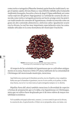 184
Varios
Autores
SEMILLAS
DEL
PUEBLO
como torita o tartaguita (Phaseolus lunatus); quinchoncho tradicional y ne-
gro (Cajanus cajan); chivata blanca y roja (Dolichos lablab); jaba (Canavalia
ensiformis); brusquito, bucarito o boca de ángel (Vigna umbellata), así como
varias especies del género Inga (guama). La variedad de caraota de año co-
nocida como torita o tartaguita presenta un fuerte arraigo entre las prácti-
cas tradicionales de consumo de leguminosas, siendo reconocida como un
grano de alto contenido alimenticio y delicioso sabor. Igualmente ocurre
con la chivata, la cual fue muy importante especialmente entre las comu-
nidades ubicadas en la zona montañosa del municipio Urachiche.
Foto 52. Frijol brusquito, bucarito boca de ángel (Vigna umbellata),
recolectado en la comunidad Las Vegas, estado Yaracuy.
Al respecto de las variedades de leguminosas que se cultivaban antigua-
mente en la zona, Francisco Ortiz (75 años), habitante de la comunidad de
Chirimaque del mencionado municipio, menciona:
Aquí había una caraota que la llamaban yacurita, esa era chiquitica, muy cargadora;
había una que la llamaban el guaimaro, esa en el cerro arriba, en la palma, se daba
muy buena, esa no la vi yo más nunca; la pira tartaguita tampoco se ve ahorita.
Hipólita Parra (62 años) también menciona la diversidad de especies
y formas de preparación que se le daba a las leguminosas en Chirimaque,
antes que su cultivo fuese desplazado por el de otros rubros de mayor ren-
tabilidad económica:
Yo le ayudaba a mi papá a jalar maíz, caraota (…) a veces comía lo que era la chivata,
la caraota de año, el quinchoncho, el frijol, eso se preparaba, mira, con ñame, con
 