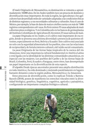34
Varios
Autores
SEMILLAS
DEL
PUEBLO
El maíz: Originario de Mesoamérica, su dominación se remonta a aproxi-
madamente 10.000 años. En los Andes también tuvo un proceso de dominio y
diversificación muy importantes. En toda la región, las agricultoras y los agri-
cultoreshandesarrolladomilesdevariedadesadaptadasalascondicionesfísicas
de distintas regiones y a sus necesidades culinarias y culturales. Para el caso de
México,porejemplo,labasededatosdemaícescriolloscuentaconmásde 7.000
registroscorrespondientesa61razas.EnPerúexisten55razasadaptadasdemaíz
a diversos pisos ecológicos. Y en Colombia solo en los bancos de germoplasma
delInstitutoColombianodeAgricultura(ICA)existen23razasnativasdemaíz.
La papa: Originada en los Andes, es el cultivo más importante de esa re-
gión, donde se presenta una altísima diversidad y presencia de parientes sil-
vestres, especialmente en Perú, Bolivia y Ecuador. Este cultivo está asociado
no solo con la seguridad alimentaria de los pueblos, sino con las relaciones
de reciprocidad y de fortalecimiento cultural y del tejido social comunitario.
La yuca: Originaria de las tierras bajas tropicales de la cuenca del río
Amazonas, tiene una importancia cultural fundamental en América Latina
y está ligada con la identidad de las distintas comunidades amazónicas, en
especial con las mujeres. Los pueblos del Caribe y de las tierras bajas de
Brasil, Colombia, Perú, Ecuador y Paraguay, entre otros, han desempeñado
un papel importante en la diversificación de esta especie.
El algodón: Desde épocas ancestrales presentó una amplia distribución
en toda América y ha sido dominado y mejorado paralelamente en lugares
bastante distantes como la región andina, Mesoamérica y la Amazonia.
Estos procesos de diversificación, como lo explican Toledo y Barrera-
Bassols (2010), ponen de manifiesto los estrechos vínculos entre la diver-
sidad biológica, genética, lingüística, cognitiva, agrícola y paisajística,
configurando un importante complejo biológico-cultural.
Foto 4. Parcelas de multiplicación de semilla de papa de Proinpa.
 