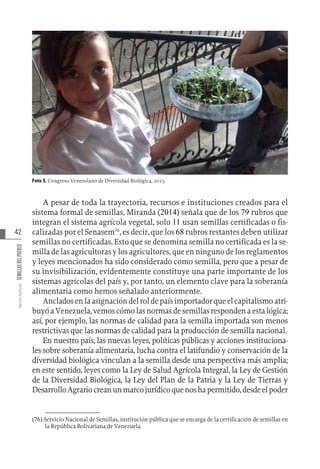 42
Varios
Autores
SEMILLAS
DEL
PUEBLO
Foto 5. Congreso Venezolano de Diversidad Biológica, 2015.
A pesar de toda la trayectoria, recursos e instituciones creados para el
sistema formal de semillas, Miranda (2014) señala que de los 79 rubros que
integran el sistema agrícola vegetal, solo 11 usan semillas certificadas o fis-
calizadas por el Senasem76
, es decir, que los 68 rubros restantes deben utilizar
semillas no certificadas. Esto que se denomina semilla no certificada es la se-
milla de las agricultoras y los agricultores, que en ninguno de los reglamentos
y leyes mencionados ha sido considerado como semilla, pero que a pesar de
su invisibilización, evidentemente constituye una parte importante de los
sistemas agrícolas del país y, por tanto, un elemento clave para la soberanía
alimentaria como hemos señalado anteriormente.
Ancladosenlaasignacióndelroldepaísimportadorqueelcapitalismoatri-
buyóaVenezuela,vemoscómolasnormasdesemillasrespondenaestalógica;
así, por ejemplo, las normas de calidad para la semilla importada son menos
restrictivas que las normas de calidad para la producción de semilla nacional.
En nuestro país, las nuevas leyes, políticas públicas y acciones instituciona-
les sobre soberanía alimentaria, lucha contra el latifundio y conservación de la
diversidad biológica vinculan a la semilla desde una perspectiva más amplia;
en este sentido, leyes como la Ley de Salud Agrícola Integral, la Ley de Gestión
de la Diversidad Biológica, la Ley del Plan de la Patria y la Ley de Tierras y
DesarrolloAgrariocreanunmarcojurídicoquenoshapermitido,desdeelpoder
(76)  Servicio Nacional de Semillas, institución pública que se encarga de la certificación de semillas en
la República Bolivariana de Venezuela.
 