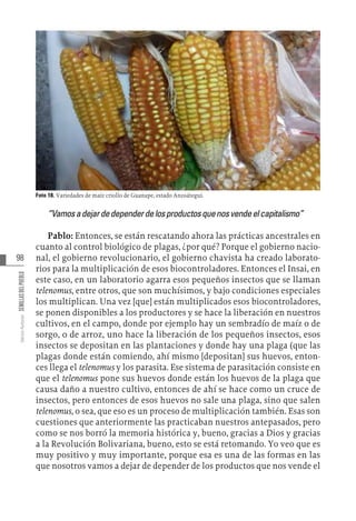 98
Varios
Autores
SEMILLAS
DEL
PUEBLO
Foto 18. Variedades de maíz criollo de Guanape, estado Anzoátegui.
“Vamosadejardedependerdelosproductosquenosvendeelcapitalismo”
Pablo: Entonces, se están rescatando ahora las prácticas ancestrales en
cuanto al control biológico de plagas, ¿por qué? Porque el gobierno nacio-
nal, el gobierno revolucionario, el gobierno chavista ha creado laborato-
rios para la multiplicación de esos biocontroladores. Entonces el Insai, en
este caso, en un laboratorio agarra esos pequeños insectos que se llaman
telenomus, entre otros, que son muchísimos, y bajo condiciones especiales
los multiplican. Una vez [que] están multiplicados esos biocontroladores,
se ponen disponibles a los productores y se hace la liberación en nuestros
cultivos, en el campo, donde por ejemplo hay un sembradío de maíz o de
sorgo, o de arroz, uno hace la liberación de los pequeños insectos, esos
insectos se depositan en las plantaciones y donde hay una plaga (que las
plagas donde están comiendo, ahí mismo [depositan] sus huevos, enton-
ces llega el telenomus y los parasita. Ese sistema de parasitación consiste en
que el telenomus pone sus huevos donde están los huevos de la plaga que
causa daño a nuestro cultivo, entonces de ahí se hace como un cruce de
insectos, pero entonces de esos huevos no sale una plaga, sino que salen
telenomus, o sea, que eso es un proceso de multiplicación también. Esas son
cuestiones que anteriormente las practicaban nuestros antepasados, pero
como se nos borró la memoria histórica y, bueno, gracias a Dios y gracias
a la Revolución Bolivariana, bueno, esto se está retomando. Yo veo que es
muy positivo y muy importante, porque esa es una de las formas en las
que nosotros vamos a dejar de depender de los productos que nos vende el
 