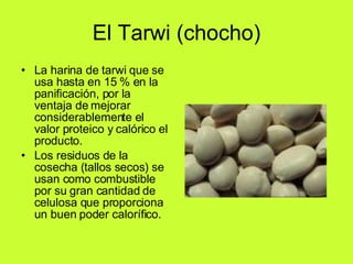 El Tarwi (chocho) La harina de tarwi que se usa hasta en 15 % en la panificación, por la ventaja de mejorar considerablemente el valor proteico y calórico el producto. Los residuos de la cosecha (tallos secos) se usan como combustible por su gran cantidad de celulosa que proporciona un buen poder calorífico.  