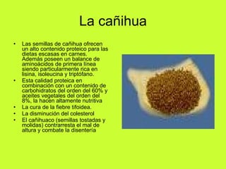 La cañihua Las semillas de cañihua ofrecen un alto contenido proteico para las dietas escasas en carnes. Además poseen un balance de aminoácidos de primera línea siendo particularmente rica en lisina, isoleucina y triptófano.  Esta calidad proteica en combinación con un contenido de carbohidratos del orden del 60% y aceites vegetales del orden del 8%, la hacen altamente nutritiva  La cura de la fiebre tifoidea.  La disminución del colesterol  El cañihuaco (semillas tostadas y molidas) contrarresta el mal de altura y combate la disentería  