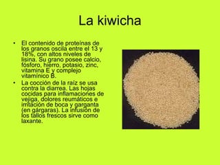 La kiwicha El contenido de proteínas de los granos oscila entre el 13 y 18%, con altos niveles de lisina. Su grano posee calcio, fósforo, hierro, potasio, zinc, vitamina E y complejo vitamínico B. La cocción de la raíz se usa contra la diarrea. Las hojas cocidas para inflamaciones de vejiga, dolores reumáticos e irritación de boca y garganta (en gárgaras). La infusión de los tallos frescos sirve como laxante.   