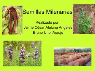 Semillas Milenarias Realizado por:  Jaime César Alaluna Angeles Bruno Uriol Araujo 