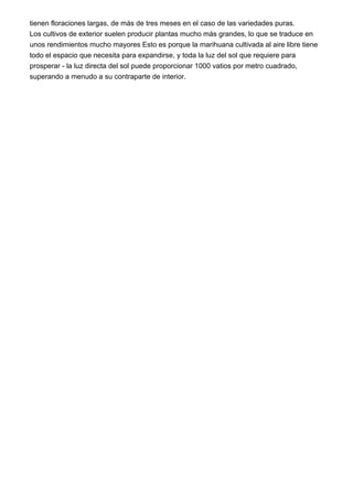 tienen floraciones largas, de más de tres meses en el caso de las variedades puras.
Los cultivos de exterior suelen producir plantas mucho más grandes, lo que se traduce en
unos rendimientos mucho mayores Esto es porque la marihuana cultivada al aire libre tiene
todo el espacio que necesita para expandirse, y toda la luz del sol que requiere para
prosperar - la luz directa del sol puede proporcionar 1000 vatios por metro cuadrado,
superando a menudo a su contraparte de interior.
 
