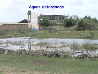 Aguas estancadas
 