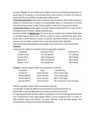 mantiene delgado con entrenudos cortos frágiles, leñosos y las bandolas blanqueadas con
pocas hojas en las puntas, la raíz afectada parece estar cubierta con harina, la corteza se
separa del leño con facilidad y hay abundante tejido muerto.
Tratamiento preventivo: Mantener la plantación libre de hierbas, evite sembrar banano o
plátano. Al momento de la siembra es recomendable aplicar un insecticida en el hueco
(Cytrolane 2% granulado, Furadan 5% granulado), a razón de 3 a 5 gramos por planta.
Tratamiento curativo: Utilice algún insecticida sistémico (Dysistone 5% G ) a razón de 25 a
30 kilogramos por hectárea, aplique al pie del surco.
Gusanos cortadores (Agrortis ssp). Son larvas de una mariposa de la familia Phaleinidae,
se esconden bajo las hojas secas. Terrones o basura y bajo la superficie del suelo, estas
larvas salen a comer durante la noche, las plantas amanecen comidas a ras de suelo, la
larva una vez que daña una planta pasa a otra, destruyendo varias alrededor.
Esta especie ataca principalmente al almacigal y muy raramente el cultivo permanente.
Combate:
Al igual que los “jobotos” se pueden utilizar los siguientes productos:
        Insecticida                  Cantidad / 10 m2                    Cantidad / Ha
      Volaton 2.5% G                  75 a 150 gramos                     7.5 a 150 kg.
      Furadan 5% G                    100 a 150 granos                   100 a 150 Kg.
      Mocap 5% G                      100 a 150 gramos                   100 a 150 kg.
      Basudin 5% G                    40 a 80 gramos                      40 a 80 kg.

Curativo: (cuando aparecen daños use insecticidas en solución).
       Insecticida                 Dosis              Cantidad /ha.
       Furadan 4f            15 ltrs solución        30cc / 15 ltrs agua
       Mocap 50% CE          15 ltrs solución        15cc / 15 ltrs agua
       Volaton 50% CE        15 ltrs solución       30cc / 15 ltrs agua
       Basudin 40% PS        15 ltrs solución        10 a 15 gramos / 15 ltrs de agua.

También se pueden utilizar cebos envenenados a base de:
Lannate 90% en dosis de 300 gramos por hectárea en 23 kilos de afrecho. O
Diptere 95% a razón de 460 gramos por hectárea en 23 kilos de afrecho.
El modo de preparación de estos cebos es de preparar una mezcla homogénea de afrecho
con el insecticida en seco; luego agrega melaza o miel en proporción de 2 a 3 litros, se
debe adicionar agua hasta formar una pasta. Distribuir al pie de todas plantas. Este
procedimiento se realiza al anochecer en tiempo seco.
 