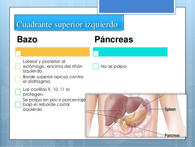 Semilogia abdomen