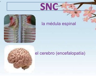 '
•••
•
••
••
.
,
•
.
,
.','
..
.
"
:,
•
•
' la médula espinal
el cerebro (encefalopatía)
 