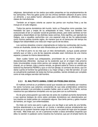 religiosas, demostrado en los restos que están presentes en los emplazamientos de 
los santuarios. Pero los galos (junto con los chinos) también utilizaron al perro como 
un alimento, y sus pieles fueron utilizadas para confecciones de alfombras y otras 
clases de manufacturas. 
También en el lejano oriente se usaron los perros con muchos fines y se les 
incluye en el culto religioso. 
Todos los perros domésticos del mundo, tanto un Pequeños como grandes, han 
heredado los ojos y orejas de su antepasado el lobo. Todos sus sentidos han 
evolucionado al ser un cazador social de grandes presas, pero estos sentidos se han 
adaptado y desarrollado en las distintas razas caninas. Esto significa, por ejemplo los 
Galgos, que a aquellos cachorritos con una especial vista se les ha seleccionado 
como futuros padres durante siglos, de manera que en el transcurso del tiempo los 
Galgos han desarrollado una vista aún mejor que la de los lobos. 
Los caninos silvestres vivieron originalmente en todos los continentes del mundo, 
menos en Australia, donde han sido introducidos por el hombre, y en la Antártica. 
A la final el perro no es más que un lobo domesticado, aunque pueda parecer 
extraño que un lobo y una de las especies actuales sean individuos de una misma 
especie y posean la misma descendencia. 
Sean cuales fueren sus antepasados, proviniesen de un mismo origen o de 
descendencias diferentes (aunque se ha sostenido que en el origen más próximo 
hubo innumerables cruzas entre perros con sangre de lobo y perros con sangre de 
chacal), en un tiempo, más o menos remoto, se generó sobre la Tierra un animal que 
todavía hoy llamamos PERRO y que un día fue salvaje, lo contrario de ahora, que sin 
darse cuenta el hombre fue ganándose a su mejor amigo y más fiel servidor, el cual 
es actualmente explotado de todas las formas posibles, siendo olvidado por completo 
como el más antiguo servidor del hombre. 
2.2.3 EL MALTRATO ANIMAL COMO UN PROBLEMA SOCIAL 
El maltrato animal es un problema social que necesita ser combatido por nosotros 
los seres humanos que estamos conscientes de que esta problemática contamina 
nuestra sociedad. Los animales no pueden hablar, pero sí sentir. Por lo tanto, somos 
nosotros los que debemos brindarles una voz que pare con su sufrimiento. 
Es de gran preocupación que este tipo de actos de crueldad aumente diariamente 
y que seamos testigos de cómo estos animales domésticos son abandonados por 
sus dueños en todas partes sin compasión alguna. Que tanto perros y gatos mueran 
de hambre, sin hogar, con enfermedades. 
Es triste ver como ese perro o gato que una vez llegó a ser parte de una familia, 
termine abandonado a su suerte en un monte o carretera porque simplemente sus 
dueños ya no quieren hacerse cargo de él como a una pieza de ropa que ha pasado 
de moda. Más triste aún, es ver a personas mutilar a estos animalitos creyendo que 
ellos no sienten ni padecen como nosotros los humanos; que por el simple hecho de 
 